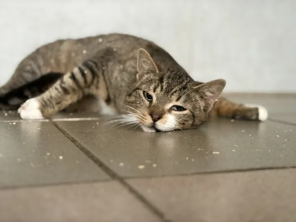 Kot do adopcji, Bełchatów, 5 stycznia 2026 (1/5)