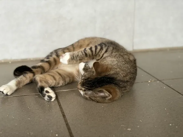 Kot do adopcji, Bełchatów, 5 stycznia 2026 (3/5)