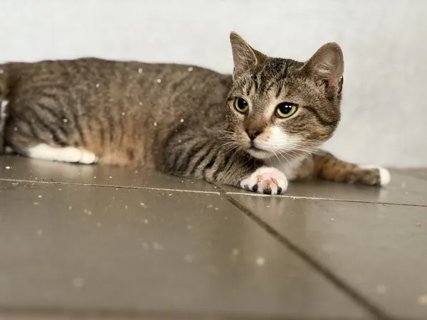 Kot do adopcji, Bełchatów, 5 stycznia 2026 (4/5)