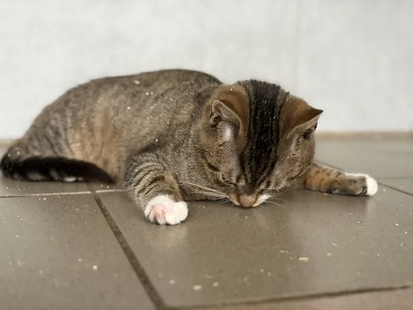 Kot do adopcji, Bełchatów, 5 stycznia 2026 (5/5)