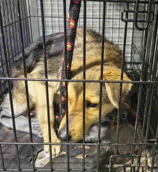 Znaleziono psa, Radom, 21 marca 2026