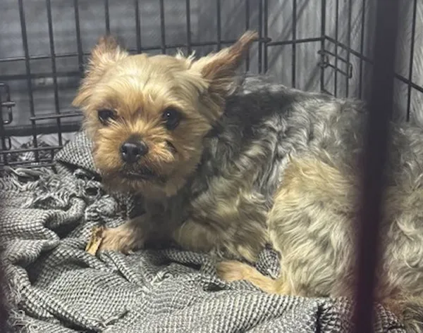 Znaleziono psa, Radom, 22 marca 2026