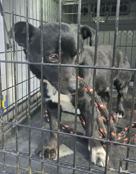 Znaleziono psa, Radom, 21 marca 2026