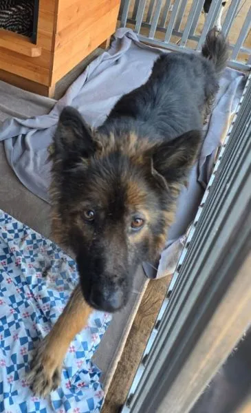 Znaleziono psa, Radom, 18 marca 2026