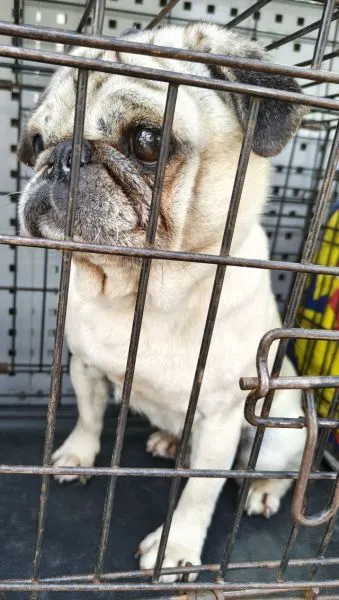 Znaleziono psa, Radom, 17 marca 2026