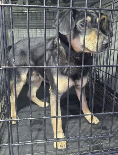 Znaleziono psa, Radom, 15 marca 2026