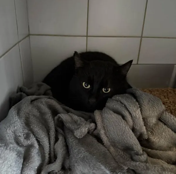 Znaleziono kota, Lublin, 19 marca 2026