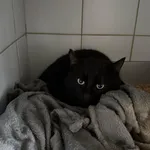 Znaleziono kota