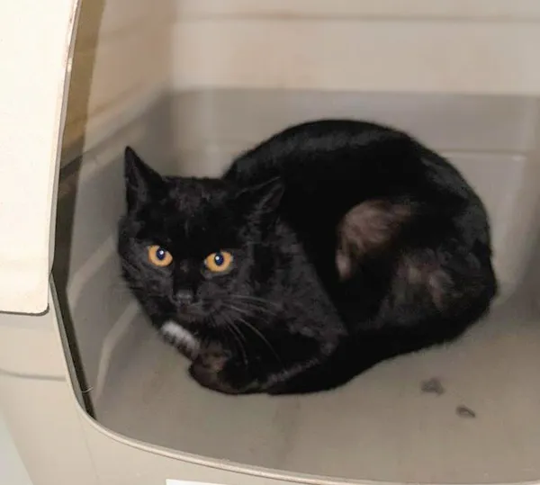 Znaleziono kota, Lublin, 19 marca 2026