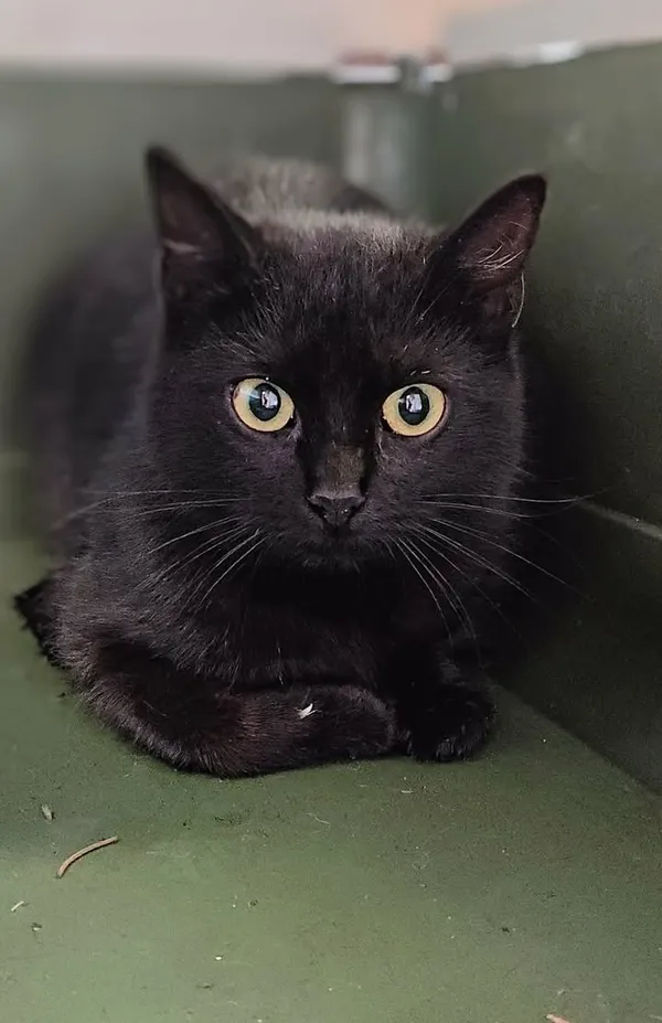 Znaleziono kota, Lublin, 19 marca 2026