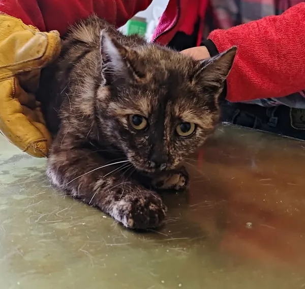 Znaleziono kota, Lublin, 20 marca 2026