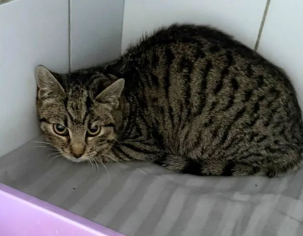 Znaleziono kota, Lublin, 20 marca 2026