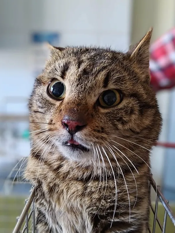 Znaleziono kota, Lublin, 22 marca 2026