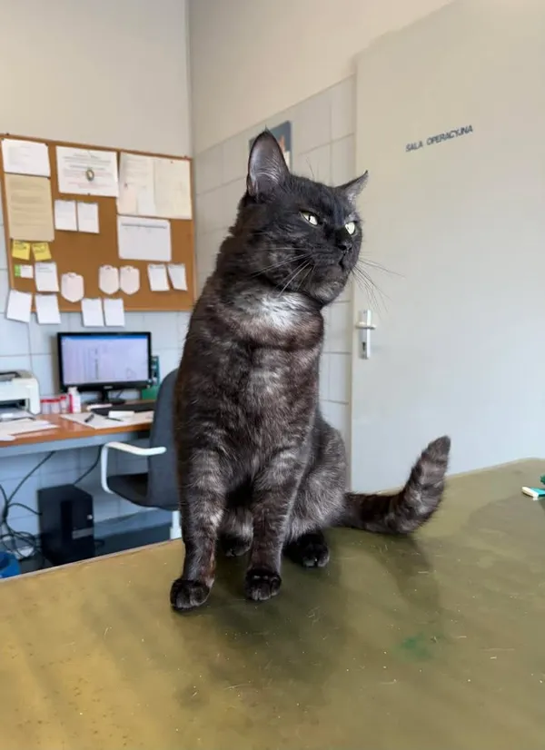 Znaleziono kota, Lublin, 22 marca 2026