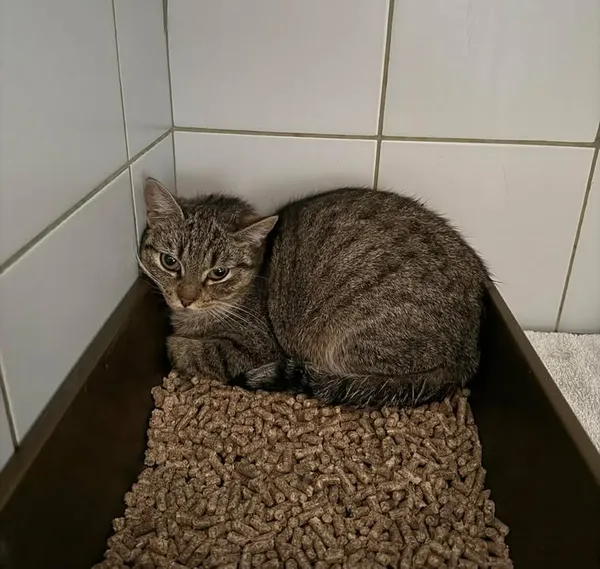 Znaleziono kota, Lublin, 23 marca 2026