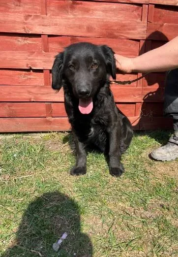 Znaleziono psa, Czartki, 23 marca 2026