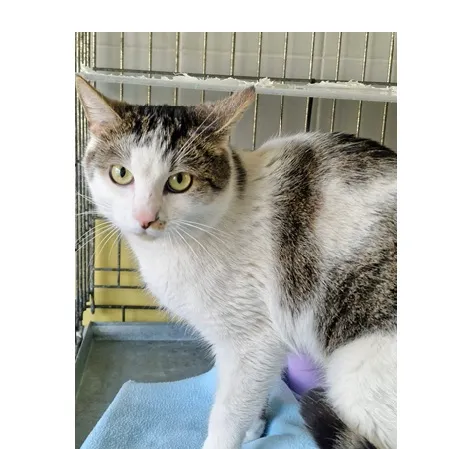 Kot do adopcji, Wrocław, 25 lutego 2026