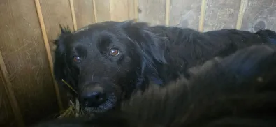 Pies do adopcji, Oborniki, 4 marca 2026 (1/2)