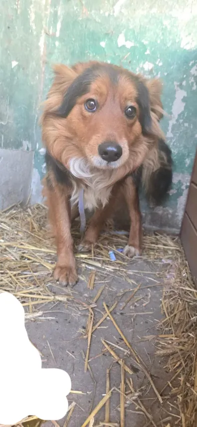 Pies do adopcji, Oborniki, 3 marca 2026 (1/2)