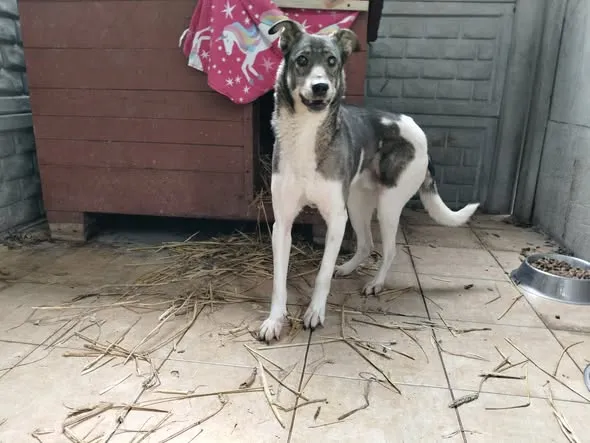 Pies do adopcji, Oborniki, 13 stycznia 2026 (2/3)