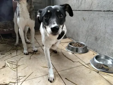 Pies do adopcji, Oborniki, 13 stycznia 2026 (1/3)