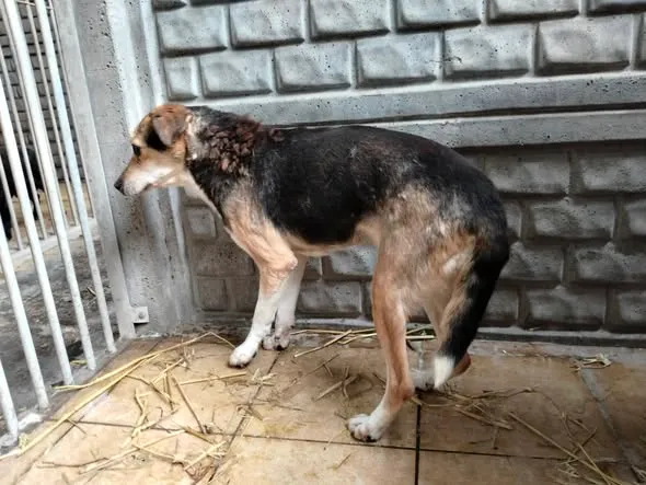 Pies do adopcji, Oborniki, 13 stycznia 2026 (3/3)