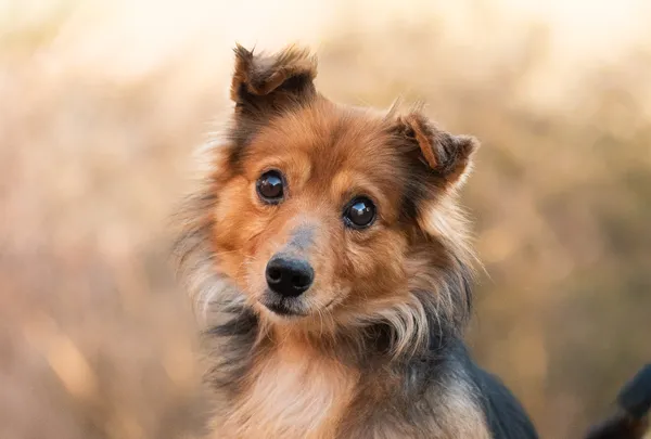 Pies do adopcji, Nowodwór, 23 marca 2026 (1/5)