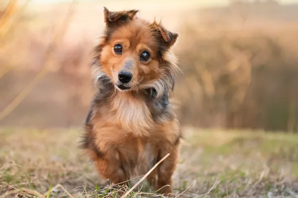 Pies do adopcji, Nowodwór, 23 marca 2026 (3/5)