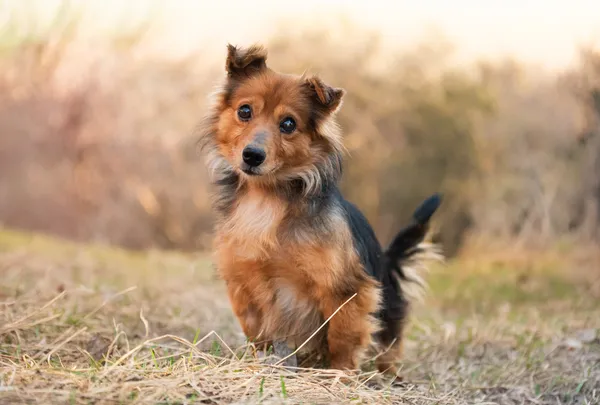 Pies do adopcji, Nowodwór, 23 marca 2026 (4/5)