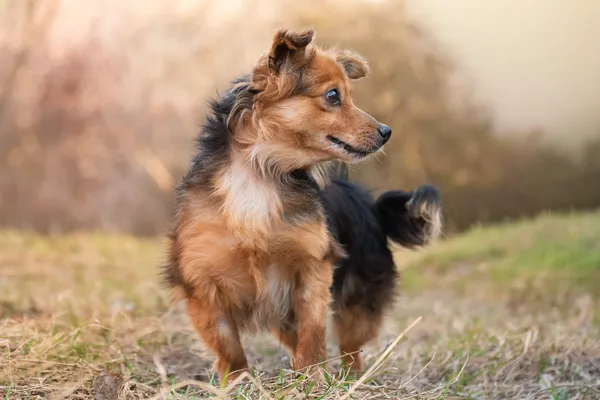 Pies do adopcji, Nowodwór, 23 marca 2026 (5/5)