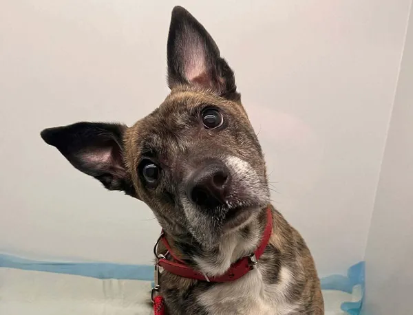 Pies do adopcji, Głowno, 24 marca 2026 (1/4)