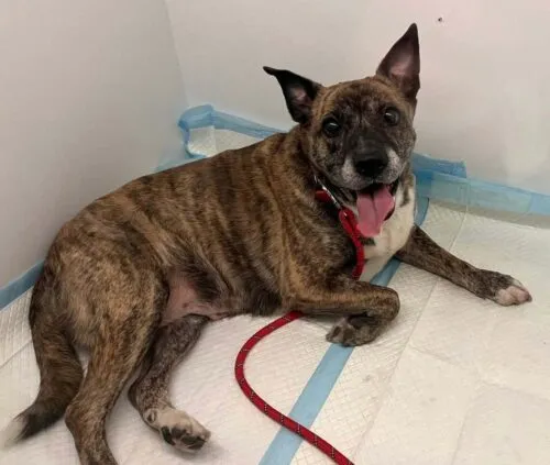 Pies do adopcji, Głowno, 24 marca 2026 (2/4)