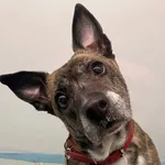 Pies do adopcji