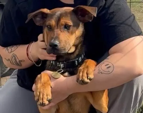 Pies do adopcji, Głowno, 24 marca 2026 (1/5)