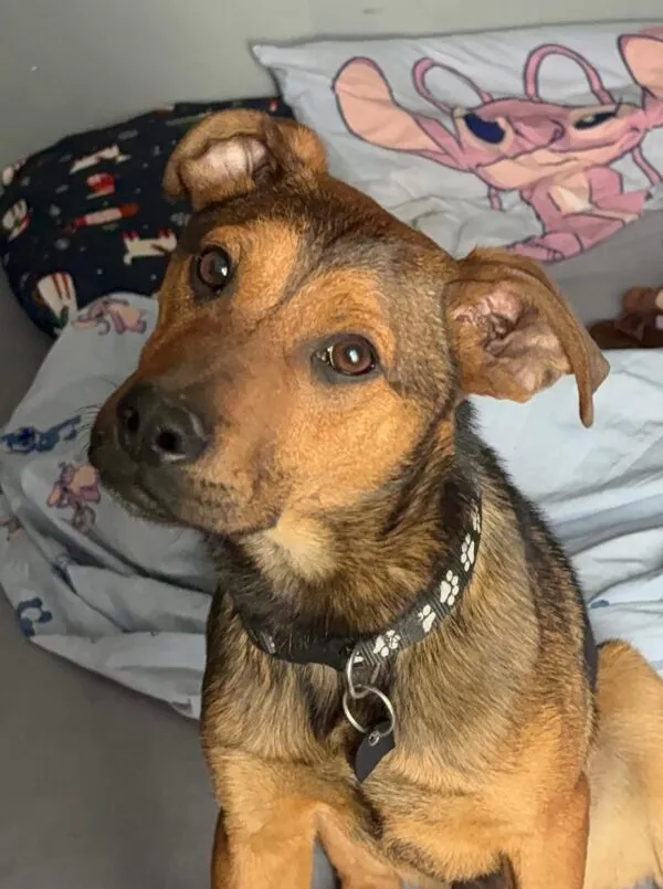 Pies do adopcji, Głowno, 24 marca 2026 (2/5)