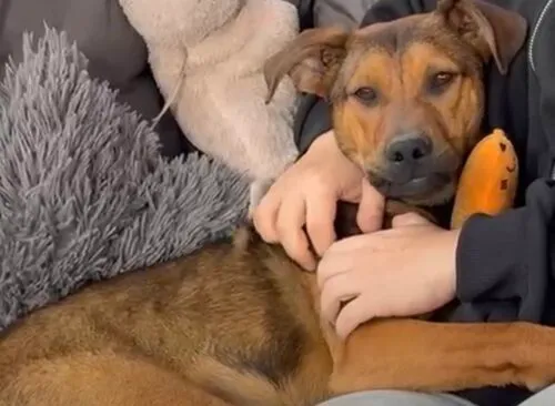 Pies do adopcji, Głowno, 24 marca 2026 (3/5)