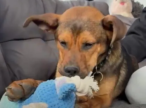 Pies do adopcji, Głowno, 24 marca 2026 (4/5)