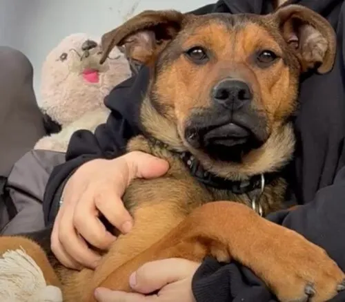 Pies do adopcji, Głowno, 24 marca 2026 (5/5)