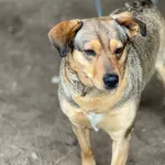 Pies do adopcji