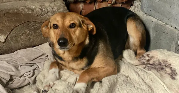 Pies do adopcji, Głowno, 24 marca 2026