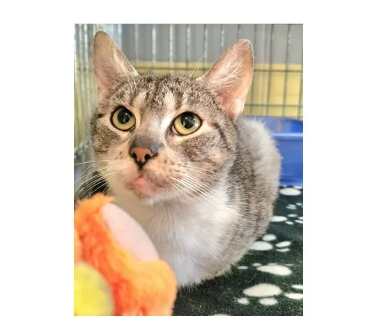 Znaleziono kota, Wrocław, 16 marca 2026