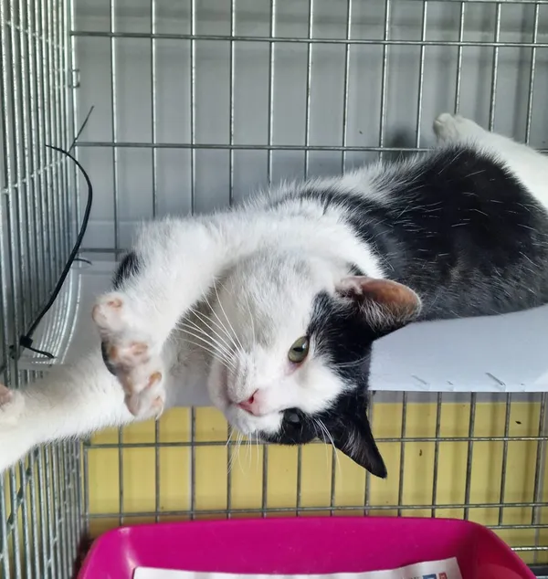 Znaleziono kota, Wrocław, 8 marca 2026