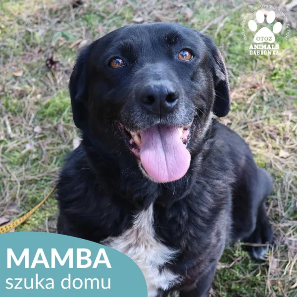 Pies do adopcji, Dąbrówka, 24 marca 2026 (1/4)