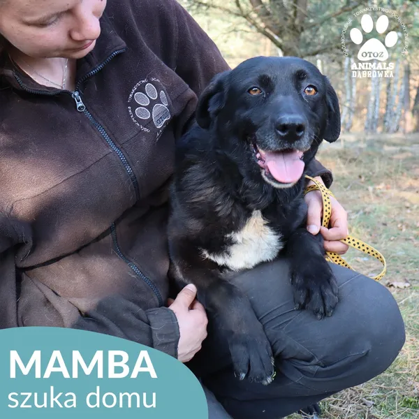 Pies do adopcji, Dąbrówka, 24 marca 2026 (2/4)
