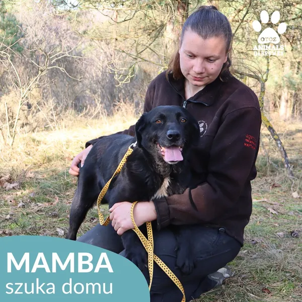 Pies do adopcji, Dąbrówka, 24 marca 2026 (3/4)