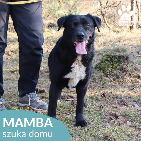 Pies do adopcji, Dąbrówka, 24 marca 2026 (4/4)