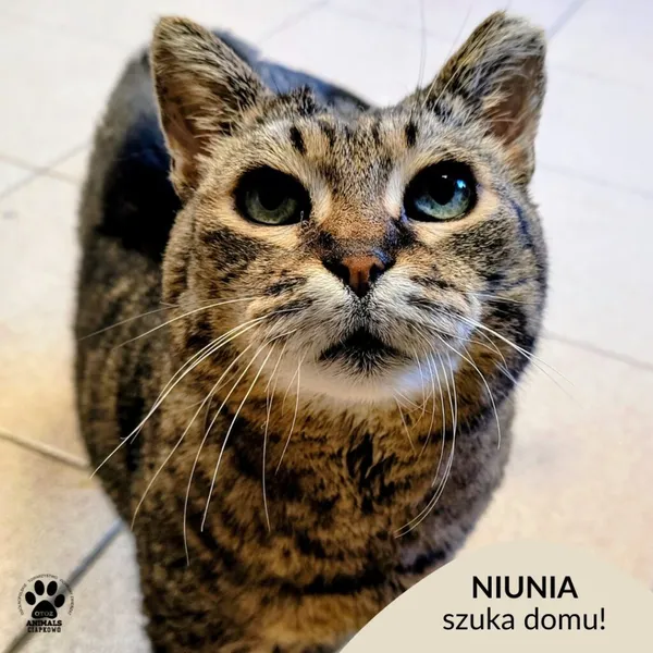 Kot do adopcji, Gdynia, 24 marca 2026 (1/5)