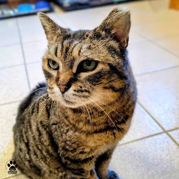 Kot do adopcji, Gdynia, 24 marca 2026 (2/5)