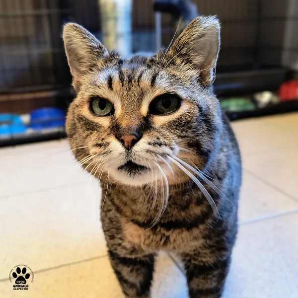 Kot do adopcji, Gdynia, 24 marca 2026 (3/5)