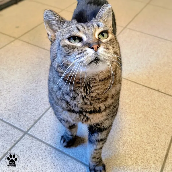 Kot do adopcji, Gdynia, 24 marca 2026 (4/5)